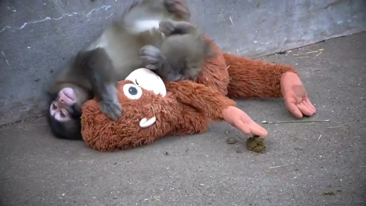 Esta es la historia de Punch, el macaco que conquistó al mundo con su mono de peluche | Nacho Lozano