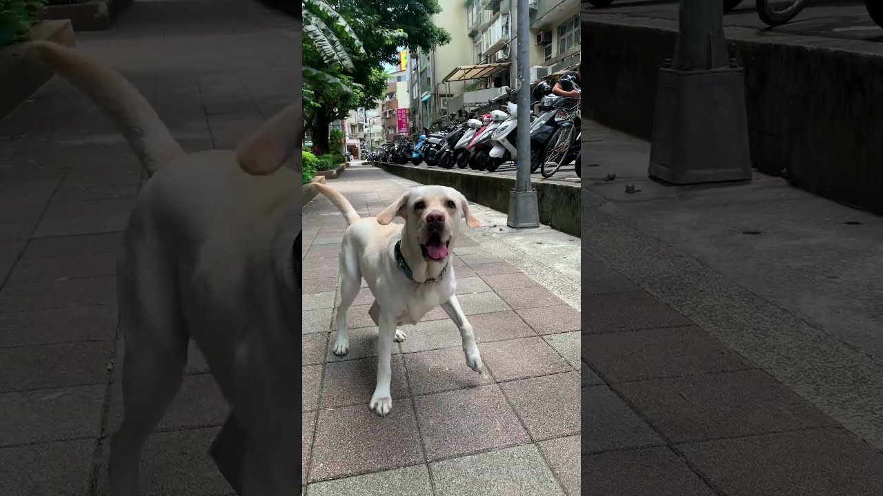 Navy play game - 拉布拉多導盲犬的訓練日常 #拉拉 #玩遊戲 #撿飛盤 #照顧犬 #寄養家庭 #台灣真行 #shorts 縮圖
