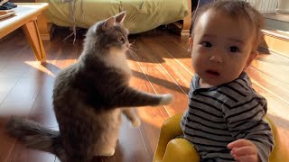 赤ちゃんと対等にケンカする猫　ノルウェージャンフォレストキャット　A cat fighting with a baby