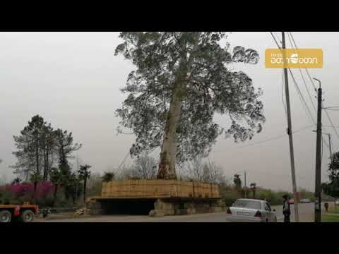 ბიძინა ივანიშვილმა ზუგდიდის სოფლებიდან ხეების გადატანა დაიწყო