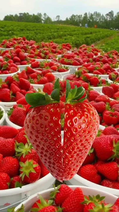 Yummy strawberries #shorts  #fruits