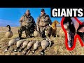 Goose Hunt over water | EXPENSIVE DECOYS- Dave Smith (DSD) -JTR Motion - Divebomb | MISSOURI GIANTS