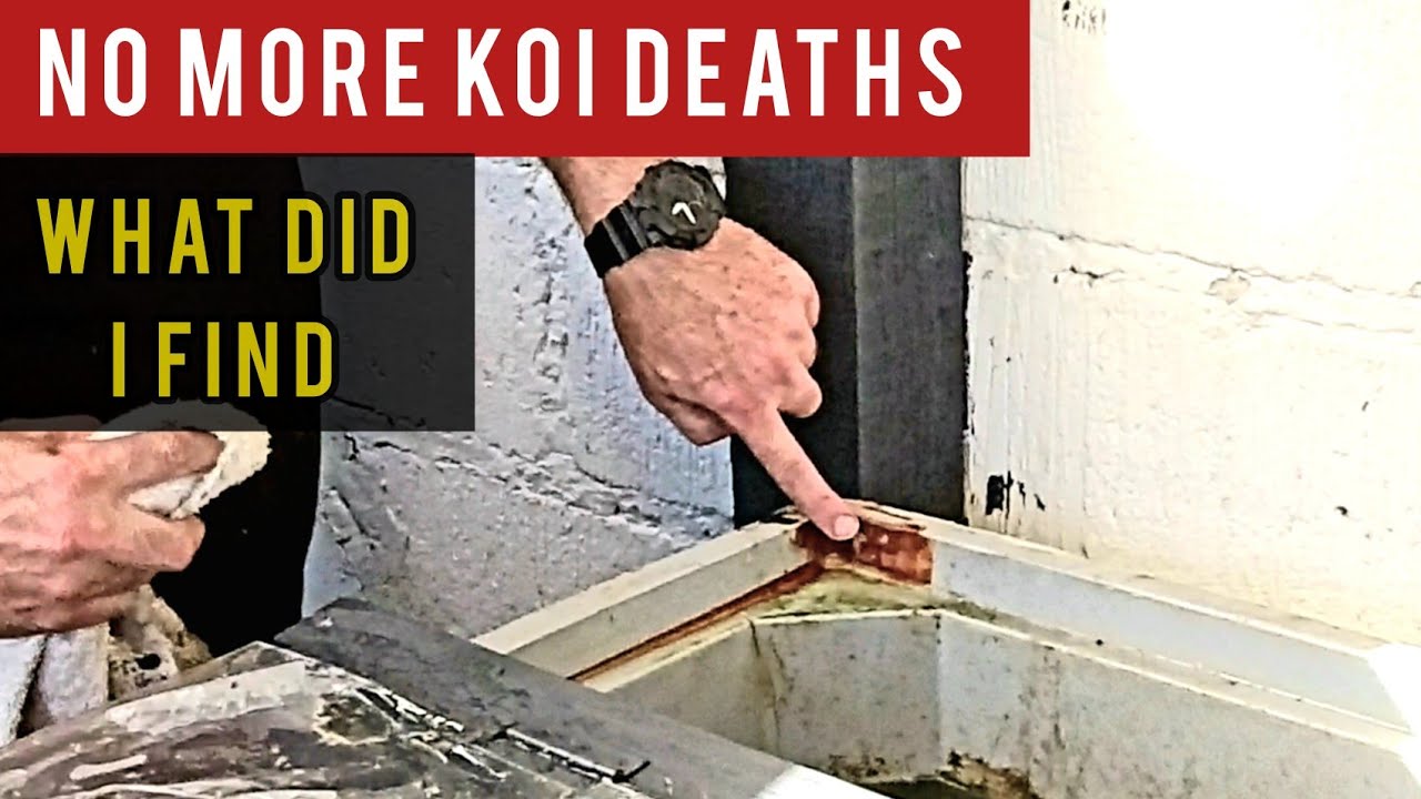 Good news in the bunker, Adding salt for the first time (KOI POND)