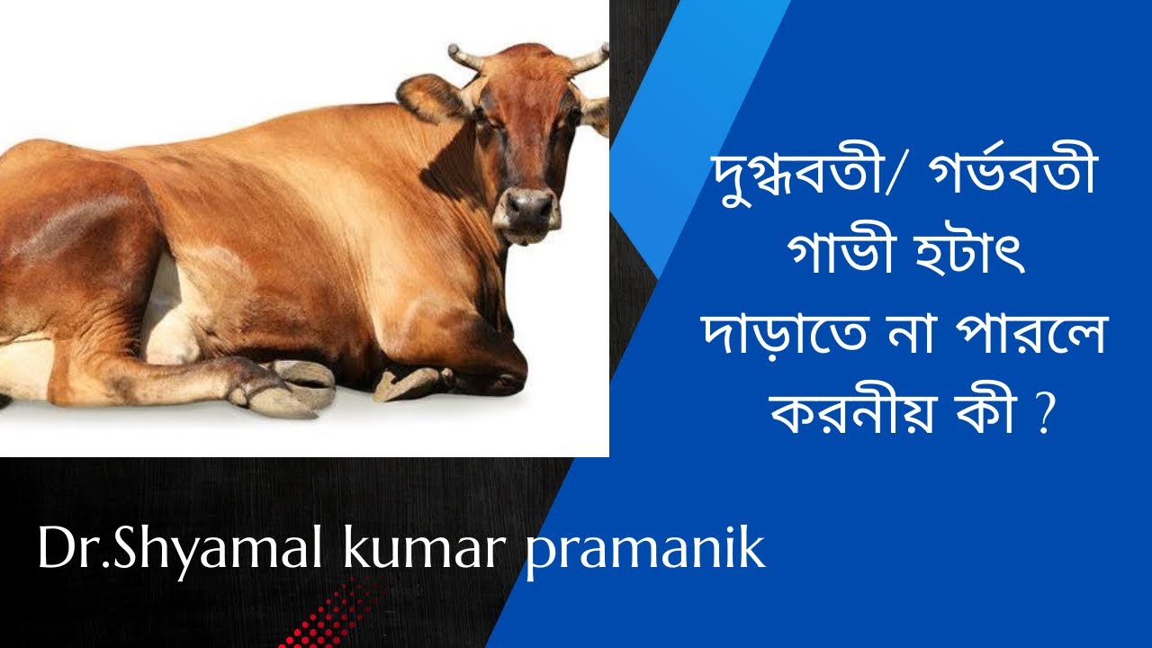 দুগ্ধবতী/ গর্ভবতী গাভী হটাৎ দাড়াতে না পারলে করনীয় কী ?