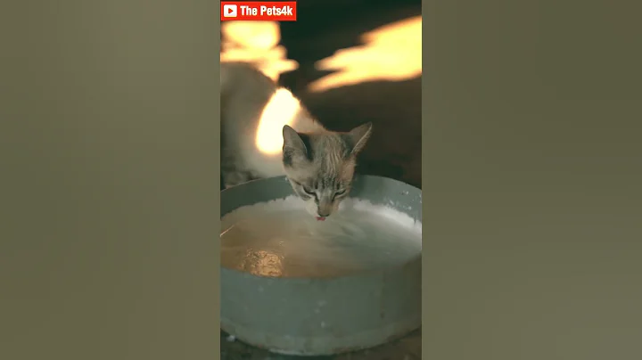 A cute cat drinking milk#shorts  #4kvideos #funny #cats