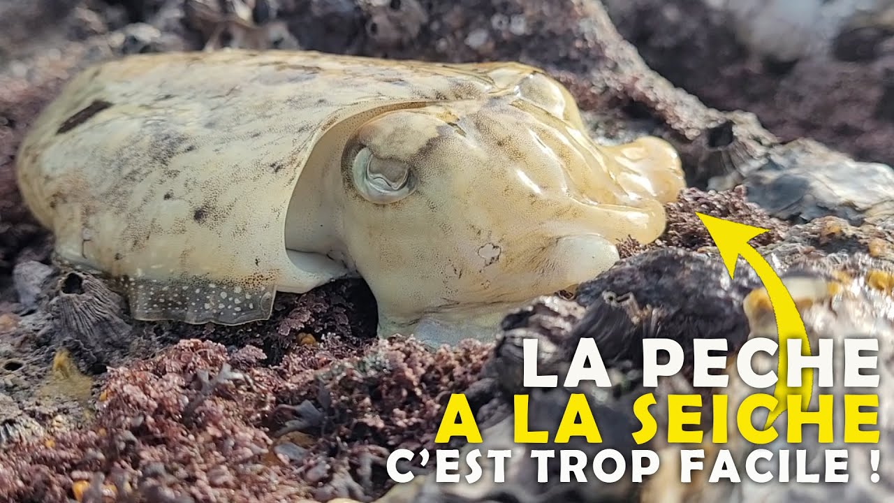 Bien PECHER la SEICHE à la TURLUTTE mais pas de CALAMARS sur ce spot — free download
