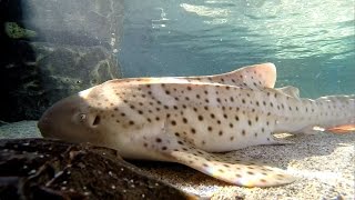 Zebra Shark Pups Born by Artificial Insemination - Aquarium of the Pacific