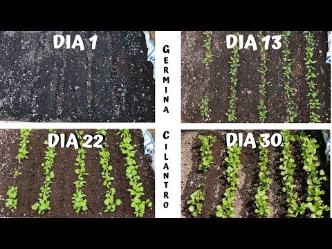 Video: Semillas de cilantro: cómo cultivar cilantro