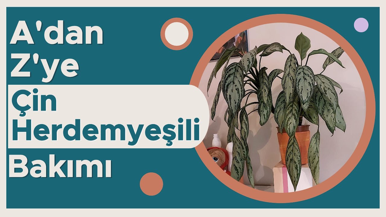 Aglaonema (Çin Herdemyeşili) Bakımı