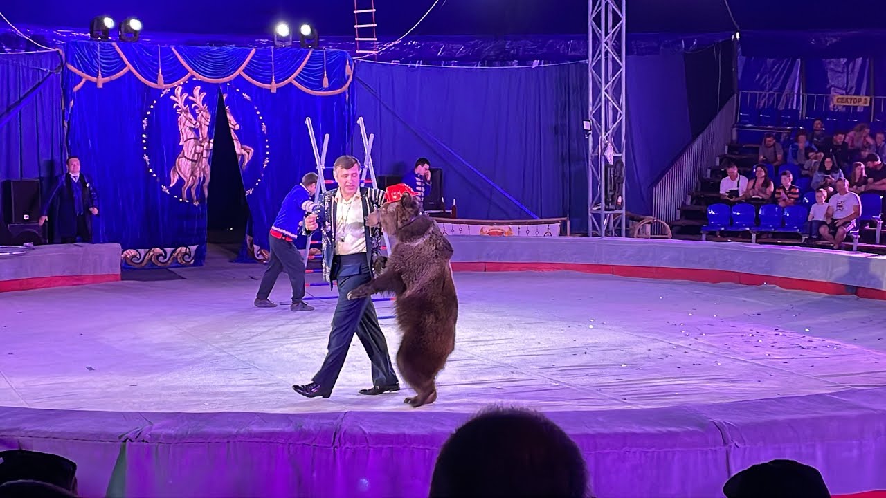 #мариуполь МЕДВЕДЬ В РОСГОСЦИРКЕ ШАПИТО - YouTube