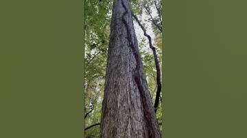 White Oak Tree #whiteoak #oaktrees #forestry