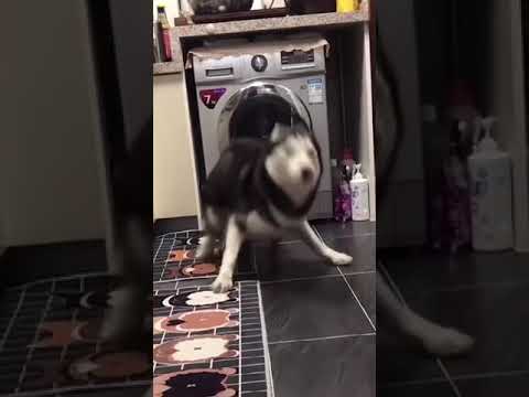 husky dance 😂❣️