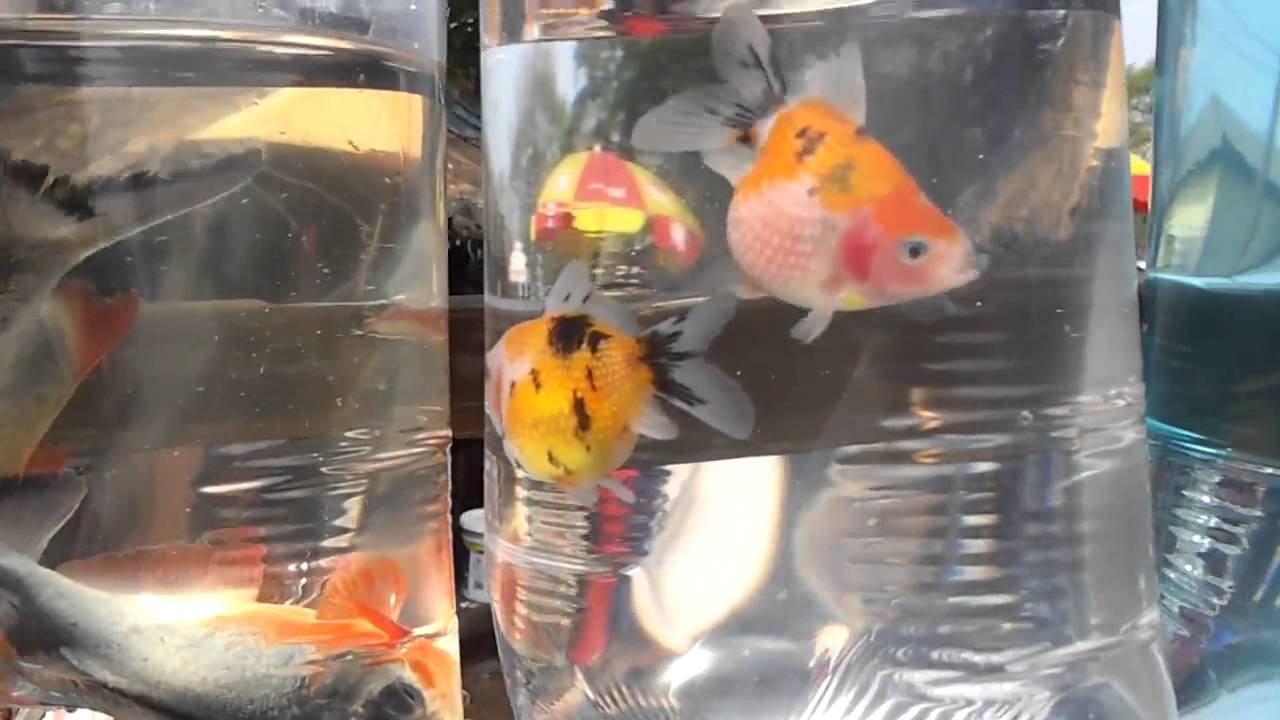 Drijvende kracht Sanders Vochtigheid Vissen te koop !!! - YouTube