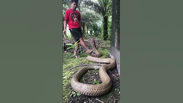 "Difference between venomous and non-venomous snakes 🐍🔍