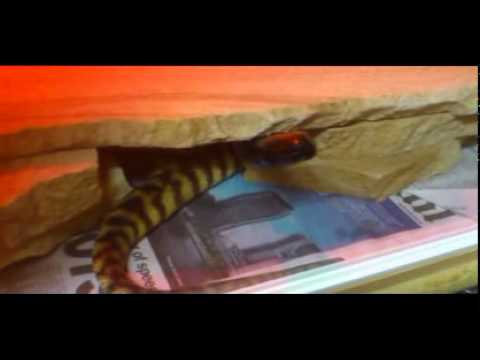 Black Headed Python feeding