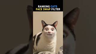 Ranking Cats Face Swap Filter (The Last One Should Be Illegal 💀)