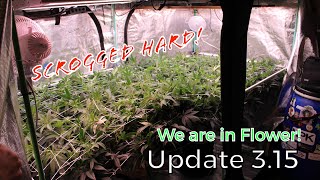 Update 3.15 | Early Flower! OGesus Started!