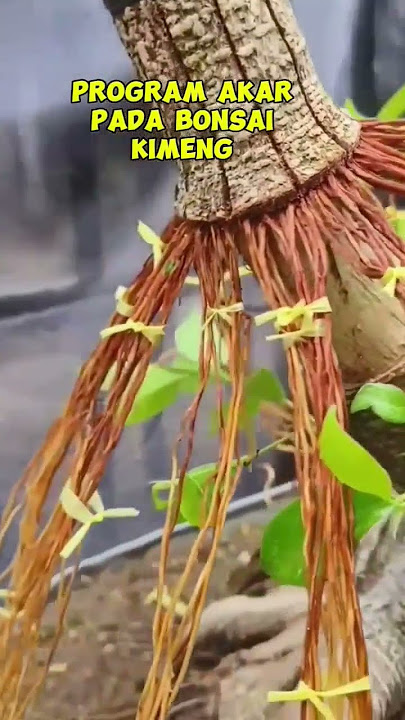 PROGRAM PONDASI BAHAN BONSAI KIMENG #bonsai #kimeng#ficus #shorts #trending #shortvideo #viralvideo