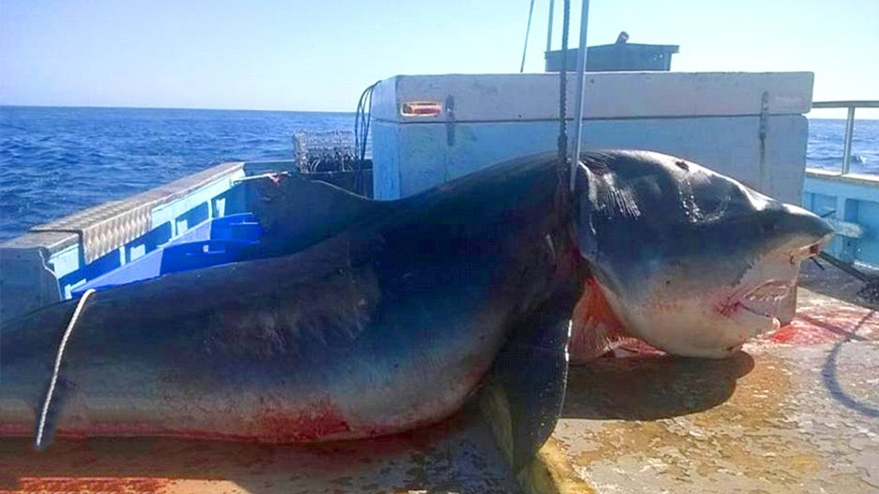 10 Biggest Sea Creatures Ever Caught - YouTube