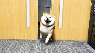 テンションMAXの柴犬をさらに上回るテンションで迎撃してみた