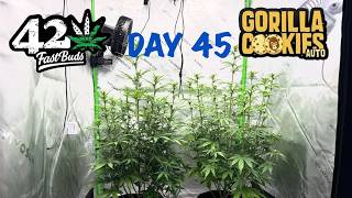 Gorilla Cookies Auto By Fast Buds Day 45