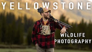 NATURE CAN BRUTAL... | YELLOWSTONE WILDLIFE PHOTOGRAPHY + OVERLANDING by Fox + Fir 8,566 views 10 months ago 16 minutes