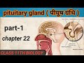 pituitary gland (पीयूष ग्रंथि) || Hindi medium || Class 11th NCERT and NEET