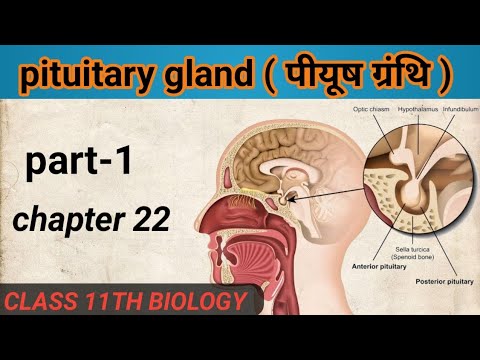 pituitary gland (पीयूष ग्रंथि) || Hindi medium || Class 11th NCERT and ...