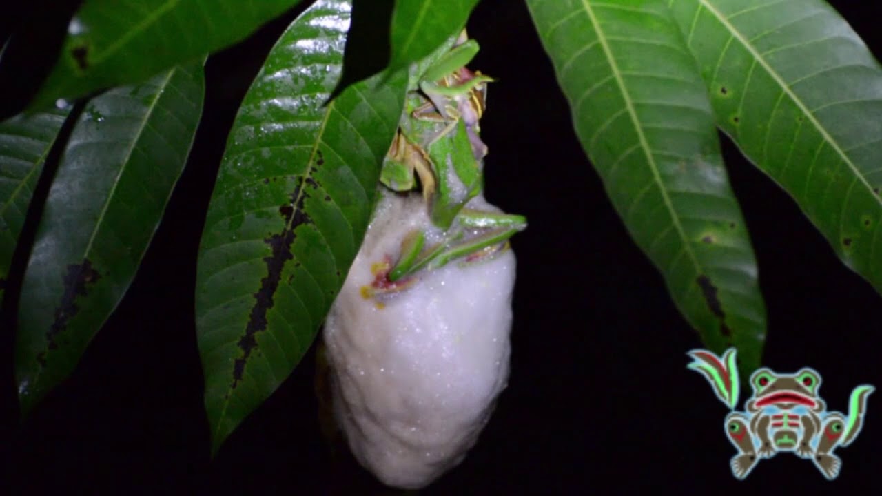 malabar gliding frog (rhacophorus malabaricus) Mating and nest building