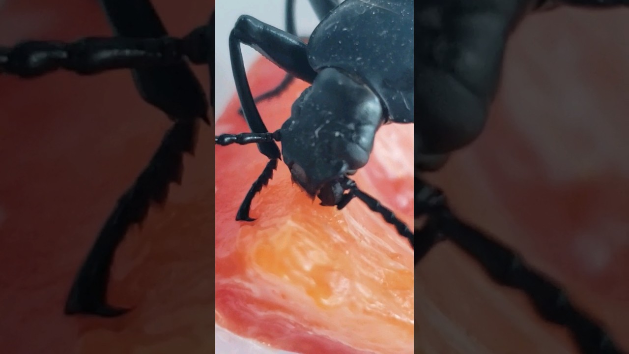 Darkling Beetle eating red pepper 