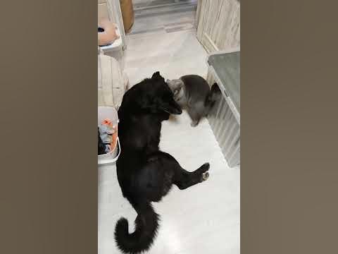 Собака#дворняга#усипуси#кошка#британка - YouTube