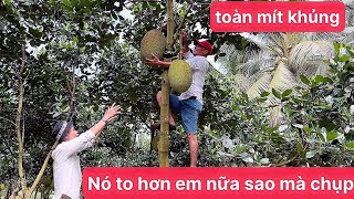 Thu hoạch mít thái vườn nhà toàn trái siêu to khổng lồ quá đã ..!