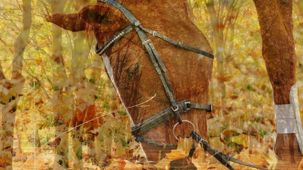 Serenade 12 c-moll for Winds (1782) KV388 (384a) - Wolfgang Amadeus Mozart