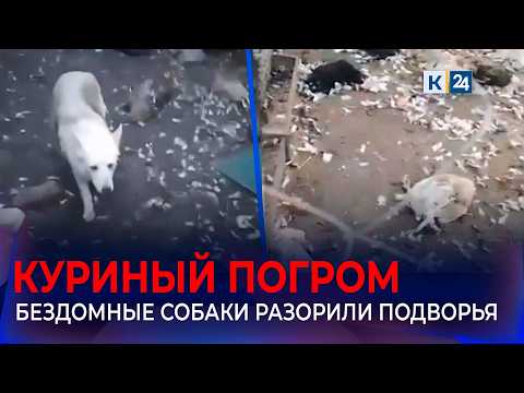 В Ейском районе отловят агрессивных собак, убивающих домашних птиц и кроликов