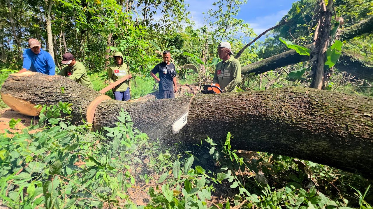 High skill... Cutdown 2 trees with full calculation.