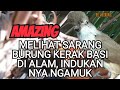 AMAZING, MELIHAT LANGSUNG SARANG BURUNG KERAK BASI ALIS HITAM DI HABITAT ASLINYA