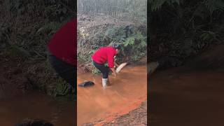 🐟🍽️🔥🐟🎣 Wild Catch, Epic Feast! 🔥 Fresh Catch to Plate! 😍 #fishing #carpfishing #outdoors #eelcatch