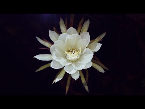 Night-Blooming Cereus Timelapse Hd