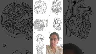 5 Diagrams that will come in CBSE Biology Exam #cbsebiology