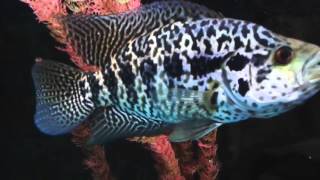 Darth Sidious (Male Jag Cichlid) Update October 1 2015
The latest update of the evil Darth Sidious.
Video courtesy of Darth Nandopsis from http://www.crazycichlidkeepers.com/ Darth Sidious (Male Jag Cichlid) Update October 1 2015