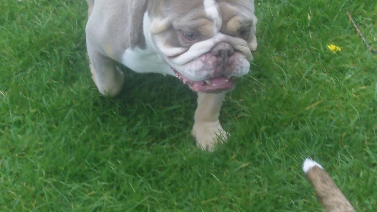 george-english-bulldog-gus-cavapoo-ruby-english-bull-terrier