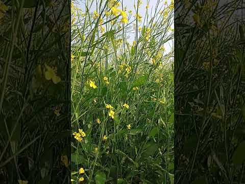 Khat Aur Kyarki Love Song Trendingshorts 