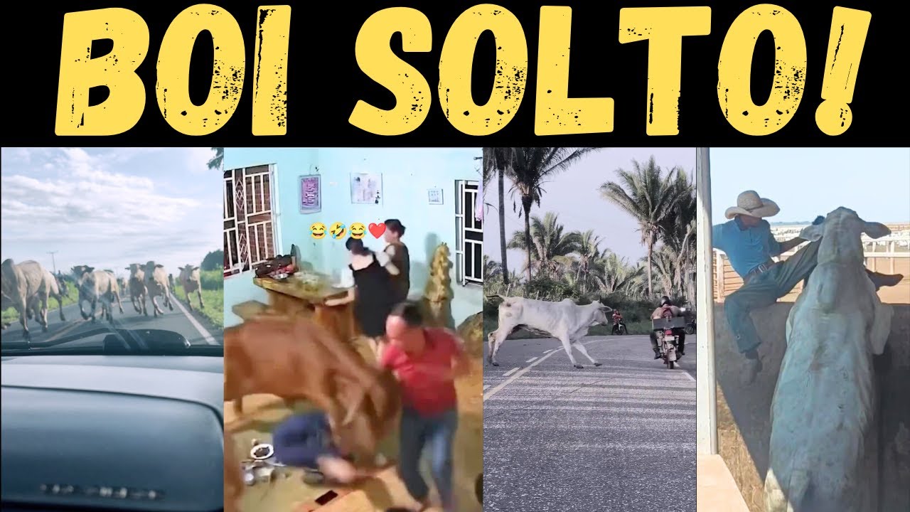 SOLTARAM a BOIADA: cuida,  corre! !