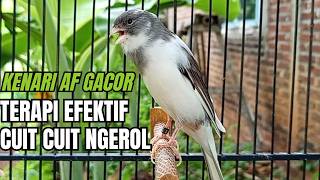 Kicau Kenari Gacor Paling Dicari Dijamin Nyaut!! Pancingan Masteran Kenari Terbaik!!