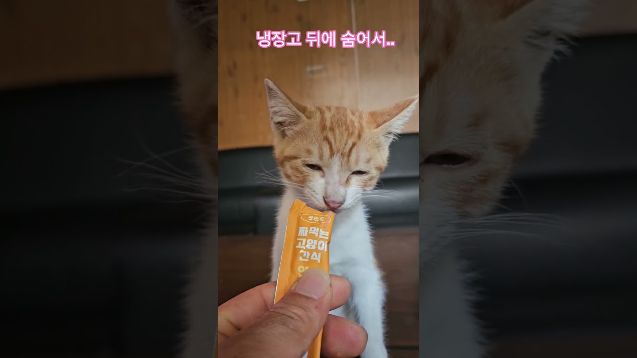 덕순이네 가족 #율무 #삼형제집사 #퇴근 #부산강서구
