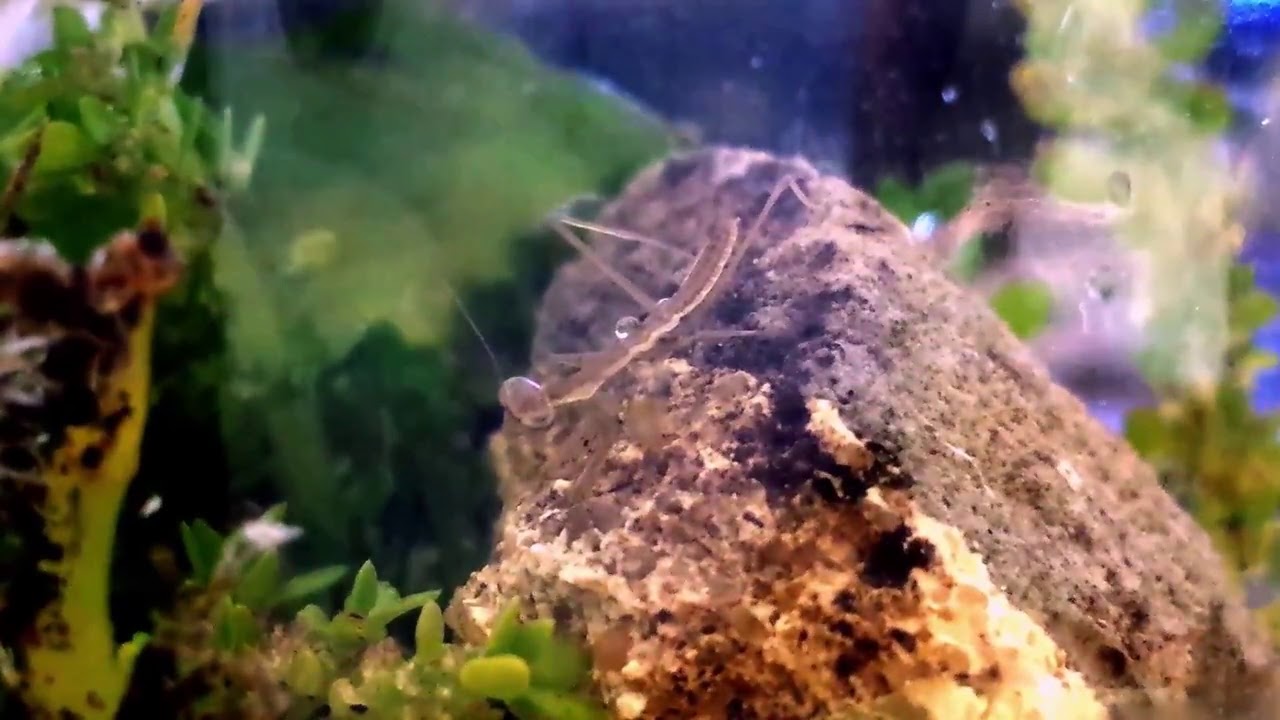 bugs bunny Baby Praying Mantis