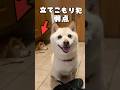 立てこもり犯 豆千代くんの弱点 #豆柴