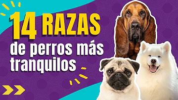 ¿Qué raza de perro es tranquila y calmada?