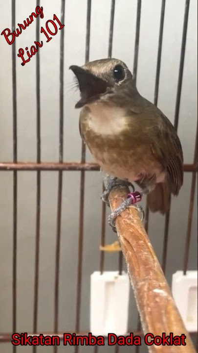 Burung Sikatan Dada Coklat #burunggacor #youtubeshorts