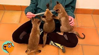 3 Tiny Baby Foxes Go Crazy When They See New Mom | Cuddle Buddies